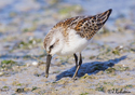 Calidris mauri